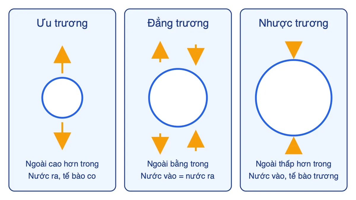 Sơ đồ so sánh tế bào trong môi trường ưu trương, đẳng trương và nhược trương