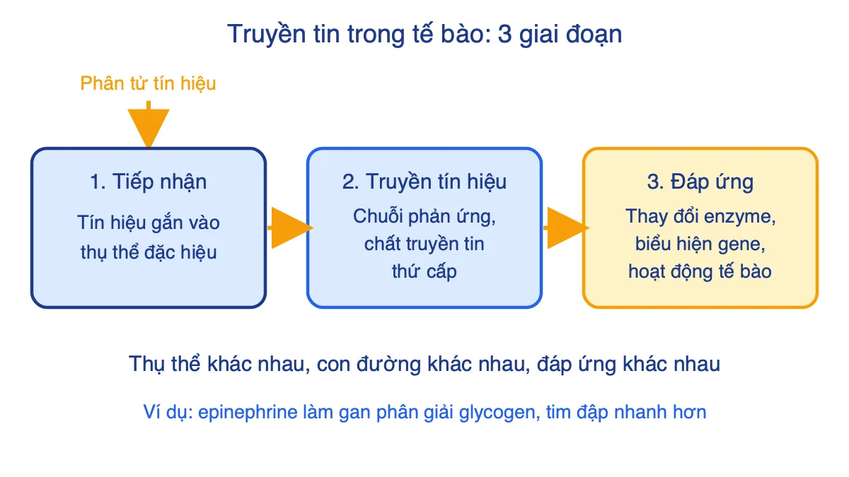 Sơ đồ ba giai đoạn truyền tin trong tế bào: tiếp nhận, truyền tín hiệu, đáp ứng