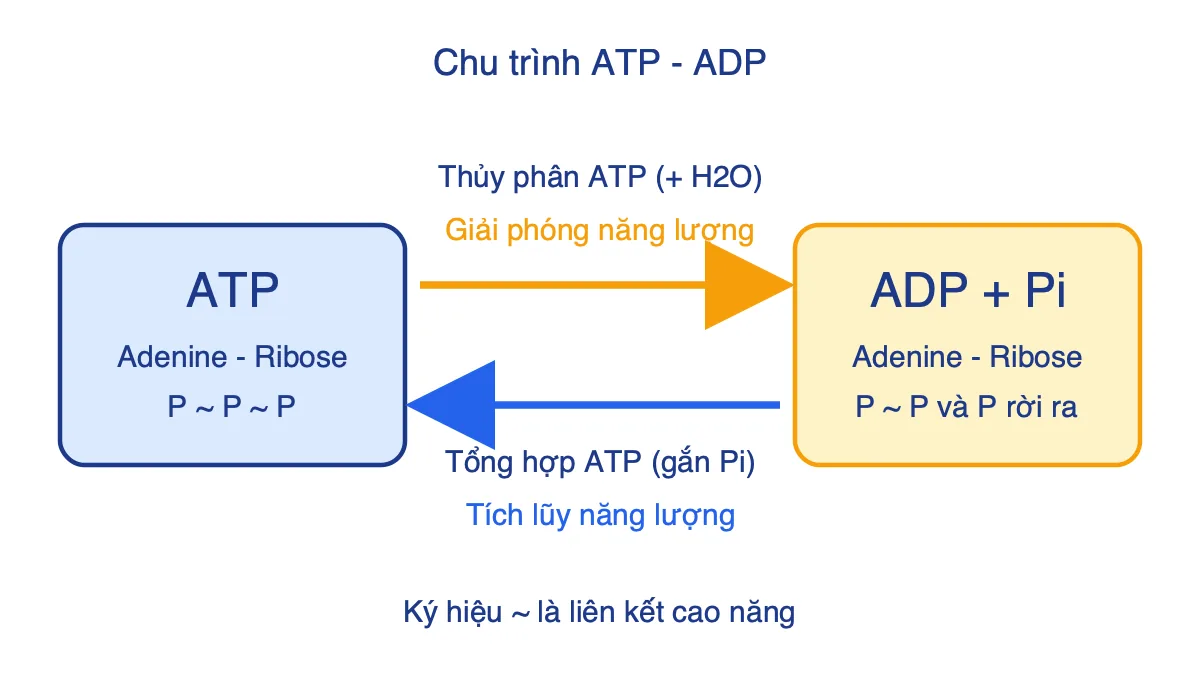 Sơ đồ chu trình ATP và ADP: thủy phân ATP giải phóng năng lượng, tổng hợp ATP tích lũy năng lượng
