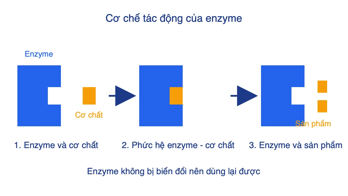Sơ đồ cơ chế tác động của enzyme qua ba bước: enzyme và cơ chất, phức hệ enzyme - cơ chất, enzyme và sản phẩm