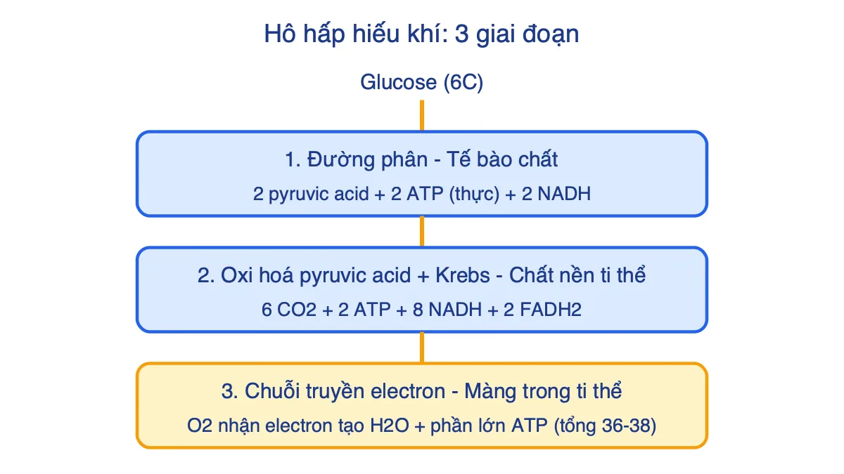 Sơ đồ ba giai đoạn hô hấp hiếu khí: đường phân, oxi hoá pyruvic acid và chu trình Krebs, chuỗi truyền electron