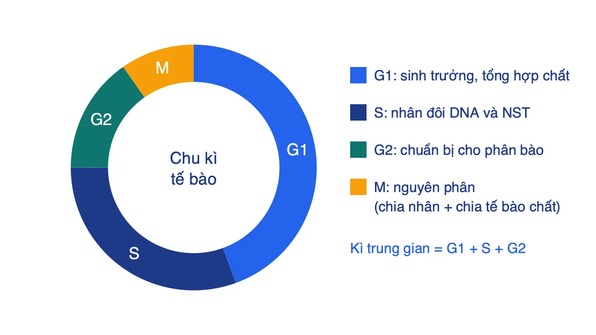 Sơ đồ vòng tròn chu kì tế bào gồm các pha G1, S, G2 và M