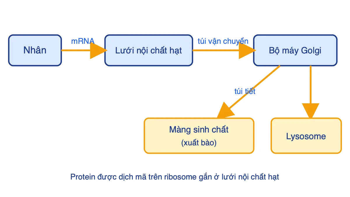 Sơ đồ con đường tổng hợp và vận chuyển protein trong tế bào nhân thực