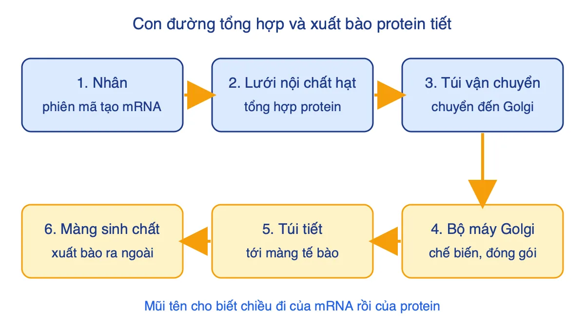 Sơ đồ đường đi của protein tiết từ nhân, lưới nội chất hạt, túi vận chuyển, bộ máy Golgi, túi tiết đến màng sinh chất