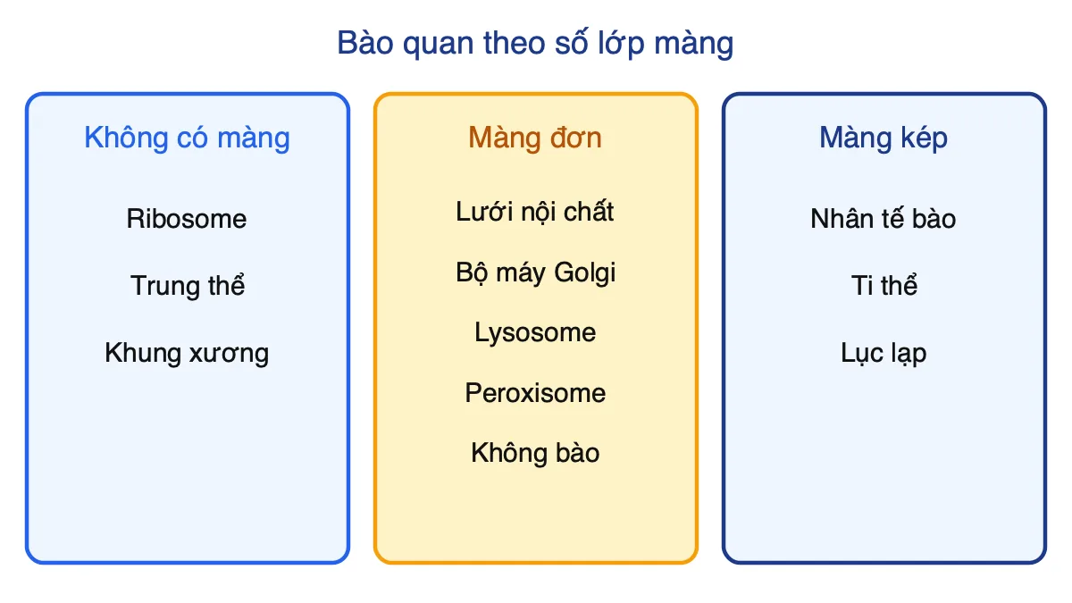 Phân loại các bào quan của tế bào nhân thực theo số lớp màng bao bọc