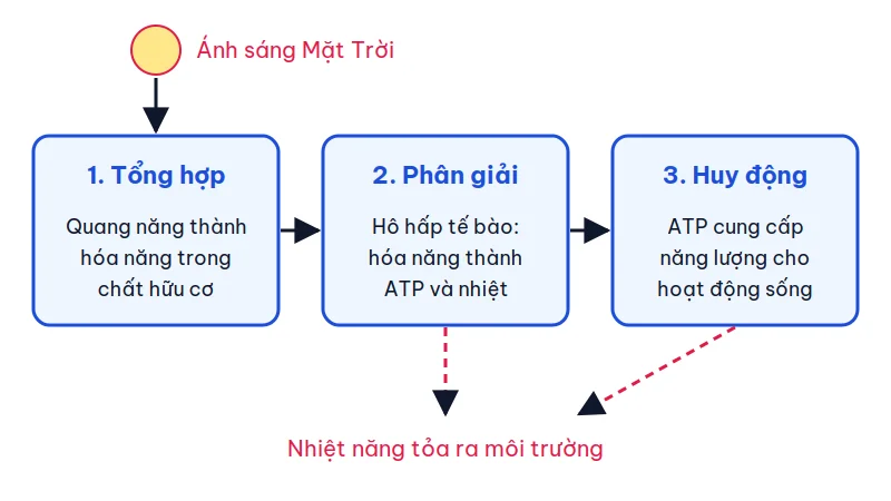 Sơ đồ ba giai đoạn chuyển hóa năng lượng trong sinh giới: tổng hợp, phân giải và huy động năng lượng, cuối cùng tỏa nhiệt ra môi trường