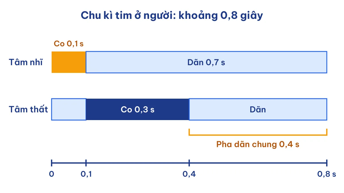 Sơ đồ chu kì tim 0,8 giây Sinh 11 Bài 10 tuần hoàn ở động vật