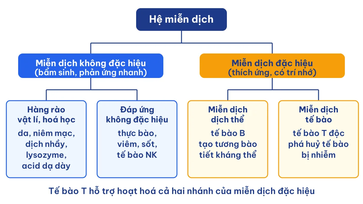 Sơ đồ hai tuyến miễn dịch không đặc hiệu và đặc hiệu – lý thuyết Sinh 11 Bài 12