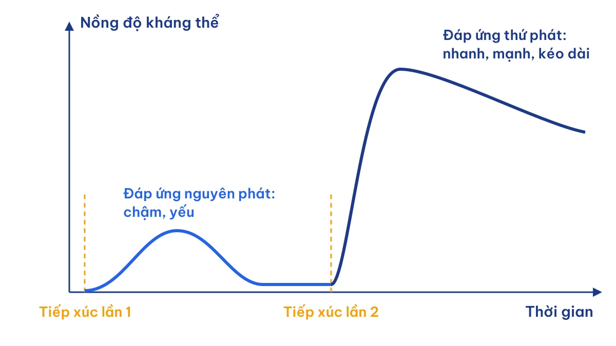 Đồ thị đáp ứng miễn dịch nguyên phát và thứ phát – Sinh 11 Bài 12 Kết nối tri thức