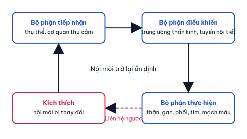 Sơ đồ cơ chế điều hòa cân bằng nội môi gồm kích thích, bộ phận tiếp nhận, bộ phận điều khiển, bộ phận thực hiện và liên hệ ngược
