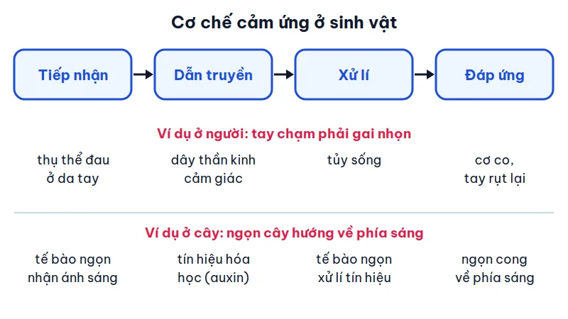 Sơ đồ bốn khâu tiếp nhận, dẫn truyền, xử lí, đáp ứng nối bằng mũi tên, bên dưới là ví dụ phản xạ rụt tay ở người và ví dụ ngọn cây hướng sáng