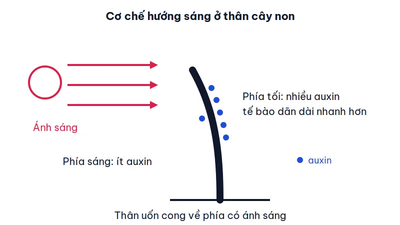 Sơ đồ thân cây non được chiếu sáng từ bên trái, auxin tập trung ở phía tối bên phải, thân uốn cong về phía ánh sáng