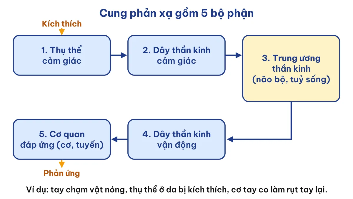 Sơ đồ cung phản xạ 5 bộ phận trong bài cảm ứng ở động vật