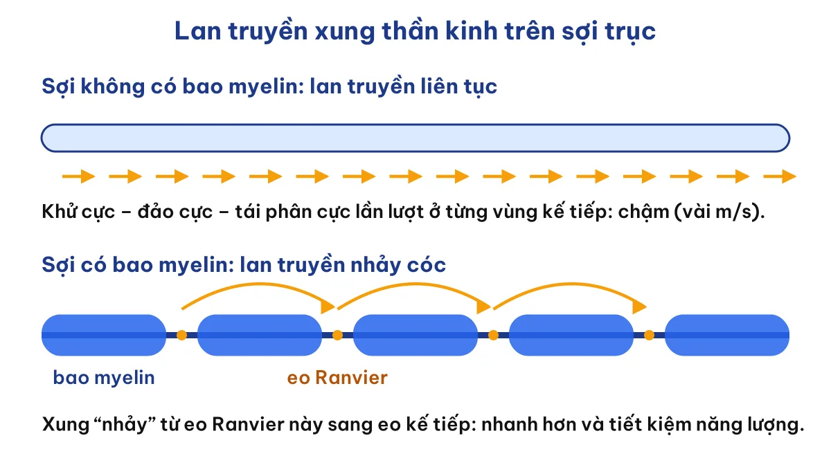 So sánh lan truyền xung thần kinh trên sợi có và không có bao myelin