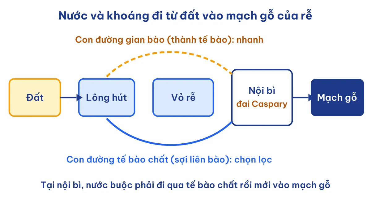 Sơ đồ hai con đường vận chuyển nước và khoáng trong rễ Sinh 11 Bài 2