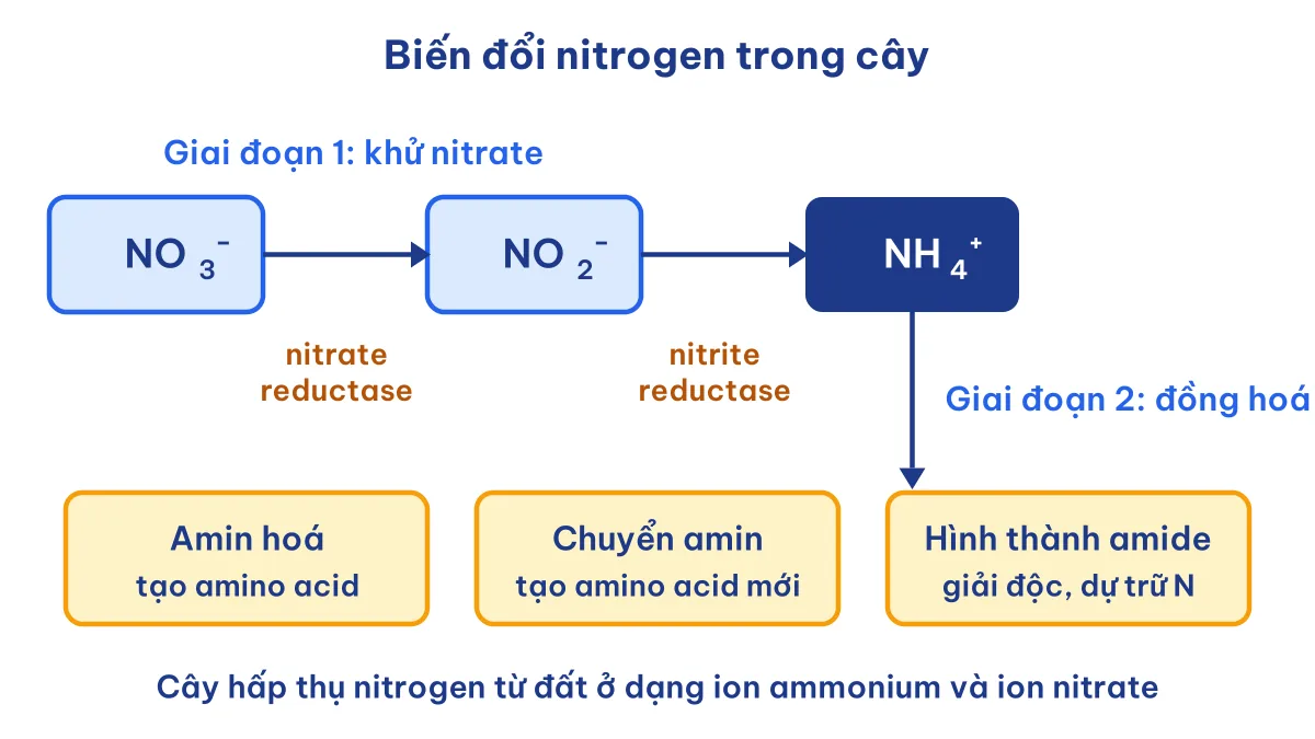 Sơ đồ khử nitrate và đồng hoá ammonium ở thực vật Sinh 11 Bài 2