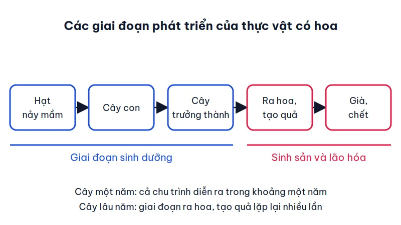 Sơ đồ các giai đoạn phát triển của thực vật có hoa: hạt nảy mầm, cây con, cây trưởng thành, ra hoa tạo quả, già và chết