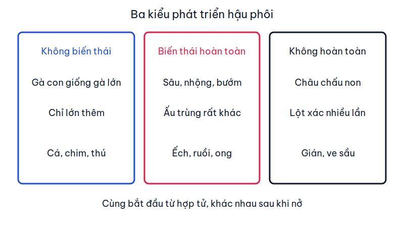 Ba cột so sánh phát triển không biến thái, biến thái hoàn toàn và biến thái không hoàn toàn