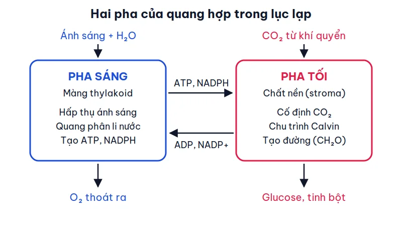 Sơ đồ hai pha của quang hợp: pha sáng ở màng thylakoid nhận ánh sáng và nước, giải phóng O₂, tạo ATP và NADPH chuyển sang pha tối ở chất nền; pha tối nhận CO₂ và tạo glucose, trả lại ADP và NADP+.