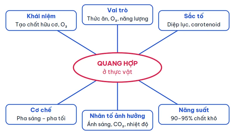 Sơ đồ tư duy quang hợp ở thực vật gồm sáu nhánh: khái niệm, vai trò, sắc tố, cơ chế, nhân tố ảnh hưởng và năng suất.