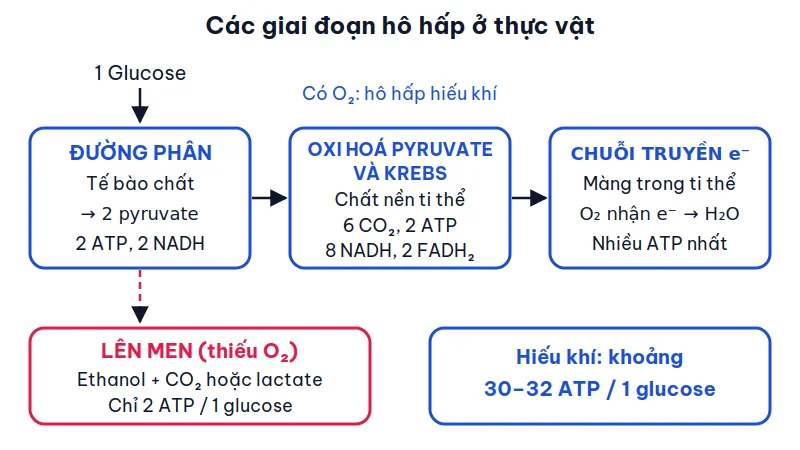 Sơ đồ các giai đoạn hô hấp ở thực vật: đường phân ở tế bào chất tạo 2 pyruvate, oxi hoá pyruvate và chu trình Krebs ở chất nền ti thể, chuỗi truyền electron ở màng trong ti thể; nhánh lên men khi thiếu O₂ chỉ cho 2 ATP.