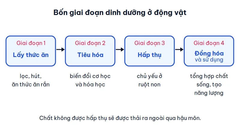 Sơ đồ bốn ô nối bằng mũi tên: lấy thức ăn, tiêu hóa, hấp thụ, đồng hóa và sử dụng, dưới mỗi ô có ghi chú ngắn