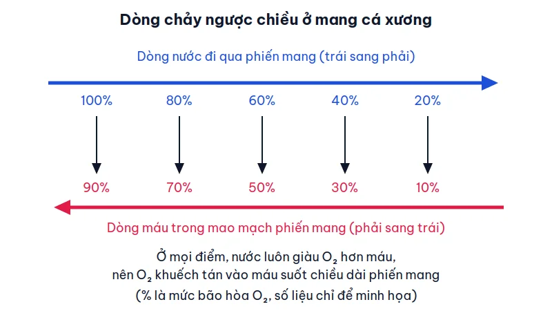 Sơ đồ dòng nước chảy từ trái sang phải phía trên và dòng máu chảy từ phải sang trái phía dưới, các mũi tên cho thấy O2 khuếch tán từ nước vào máu ở mọi vị trí