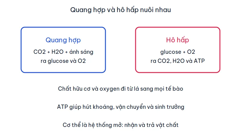 Sơ đồ quang hợp tạo glucose và oxygen, hô hấp tạo CO2, nước và ATP