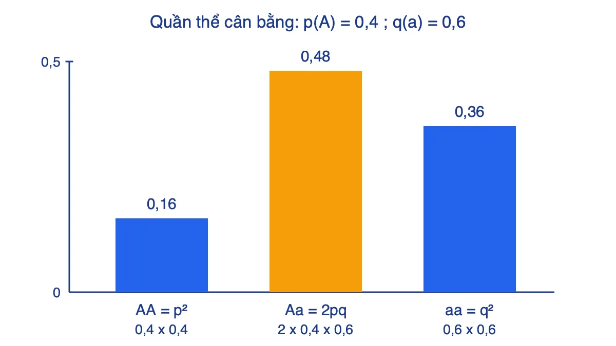 Biểu đồ cột tần số ba kiểu gen AA, Aa, aa của quần thể cân bằng có p = 0,4 và q = 0,6