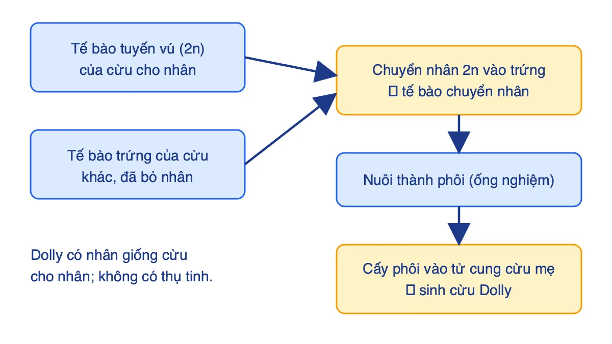 Sơ đồ các bước nhân bản vô tính cừu Dolly từ chuyển nhân đến cấy phôi