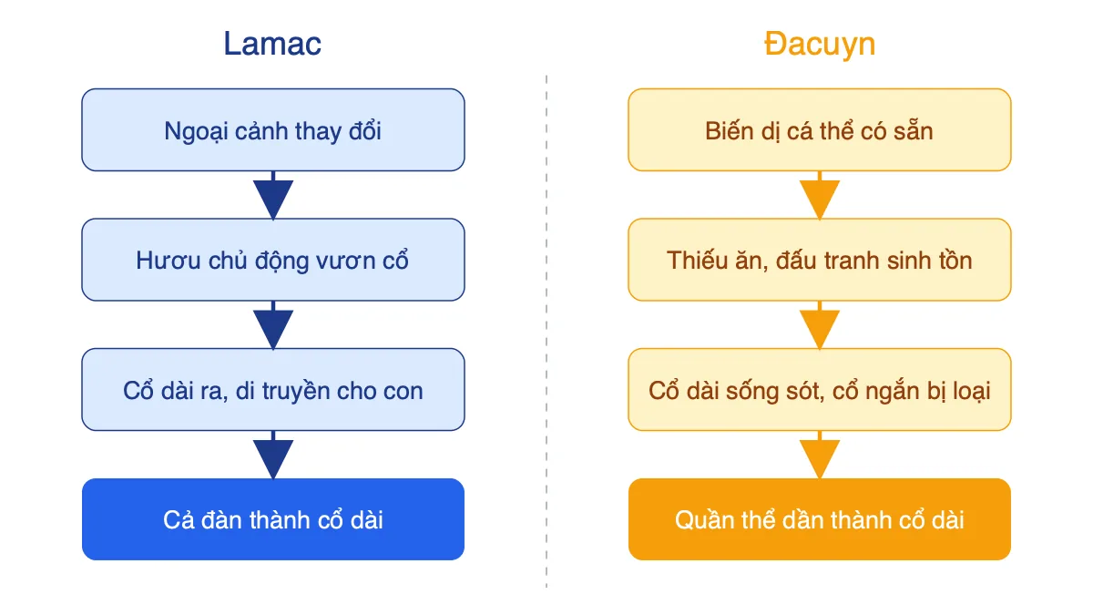 Sơ đồ so sánh quá trình hình thành hươu cổ dài theo Lamac và theo Đacuyn