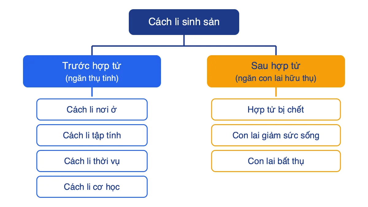 Sơ đồ phân loại các cơ chế cách li sinh sản: cách li trước hợp tử và cách li sau hợp tử