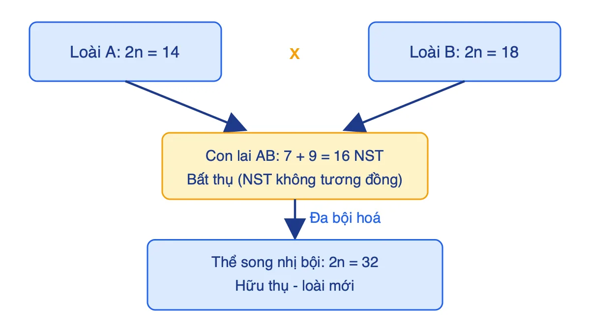 Sơ đồ lai xa giữa loài A (2n = 14) và loài B (2n = 18) tạo con lai bất thụ 16 NST, đa bội hoá thành thể song nhị bội 32 NST hữu thụ