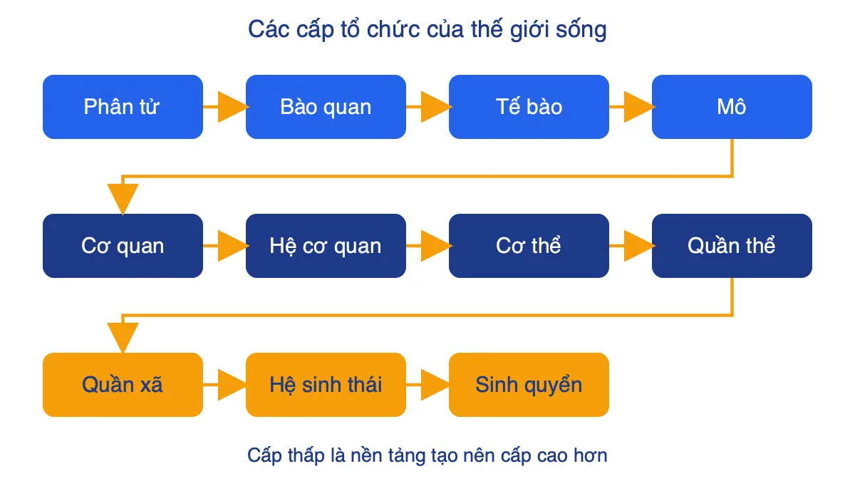Sơ đồ 11 cấp tổ chức của thế giới sống từ phân tử đến sinh quyển