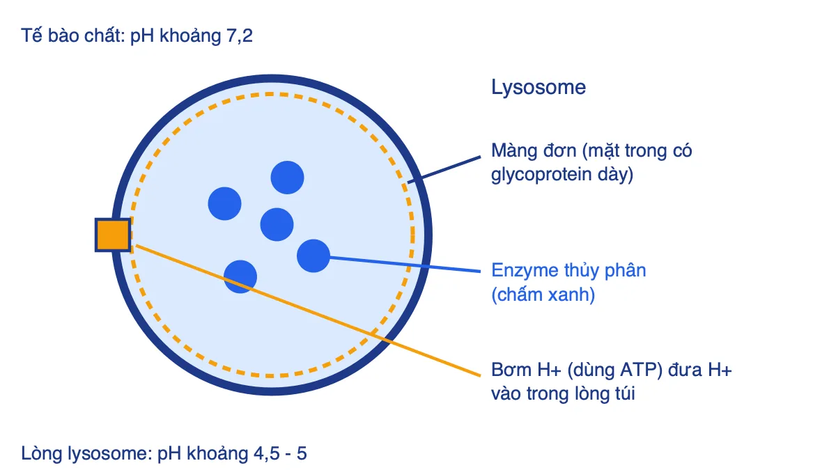 Sơ đồ cấu tạo lysosome gồm màng đơn, enzyme thủy phân và bơm H+