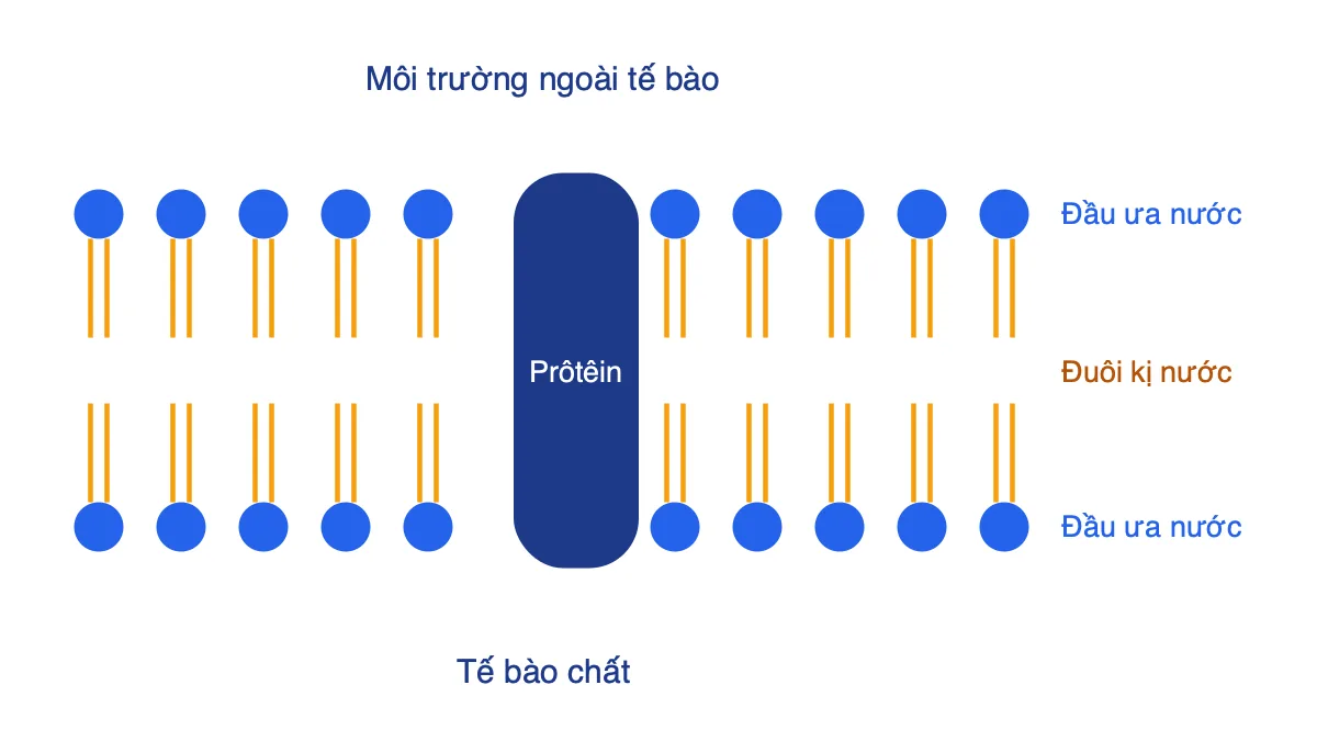 Sơ đồ lớp phôtpholipit kép với prôtêin xuyên màng