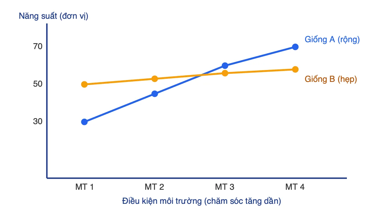 Đồ thị so sánh mức phản ứng rộng của giống A và mức phản ứng hẹp của giống B qua bốn môi trường