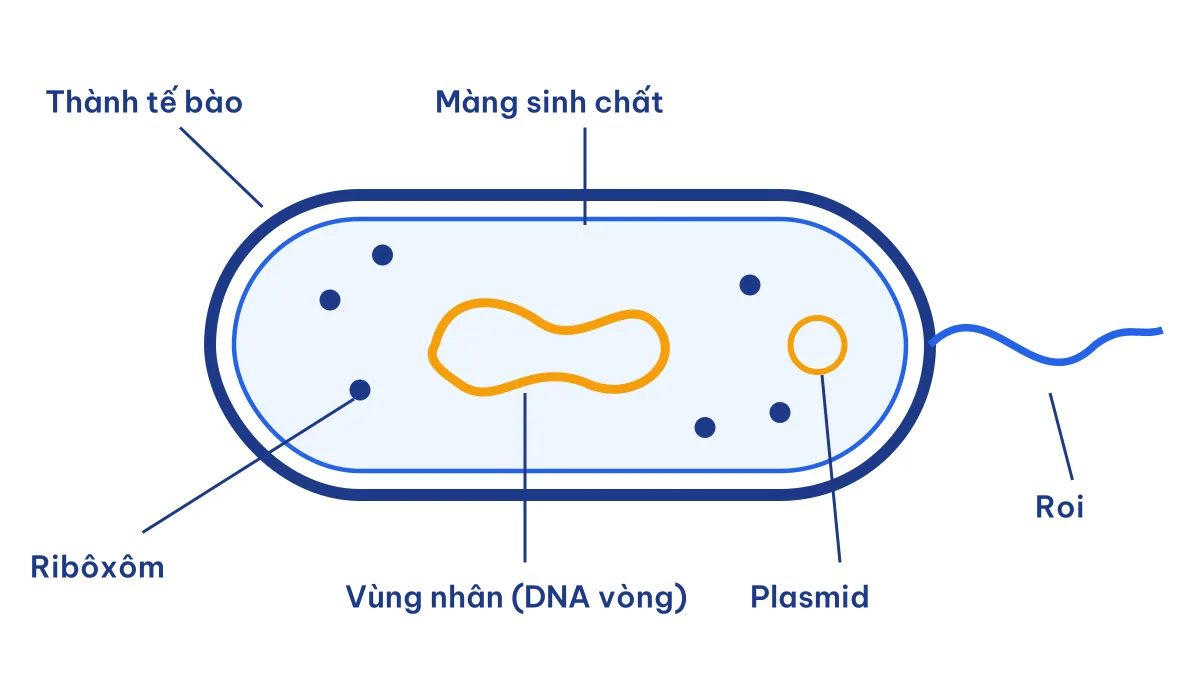 Sơ đồ cấu tạo tế bào nhân sơ gồm thành tế bào, màng sinh chất, vùng nhân, ribôxôm, plasmid và roi