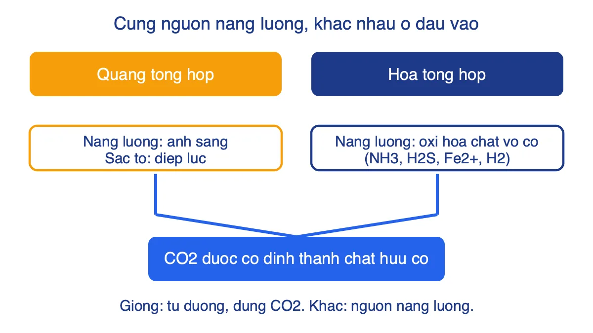Sơ đồ so sánh nguồn năng lượng của quang tổng hợp và hóa tổng hợp cùng dẫn tới cố định CO2