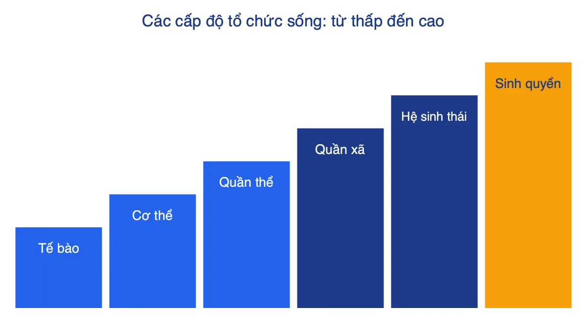 Sơ đồ bậc thang sáu cấp độ tổ chức sống: tế bào, cơ thể, quần thể, quần xã, hệ sinh thái, sinh quyển