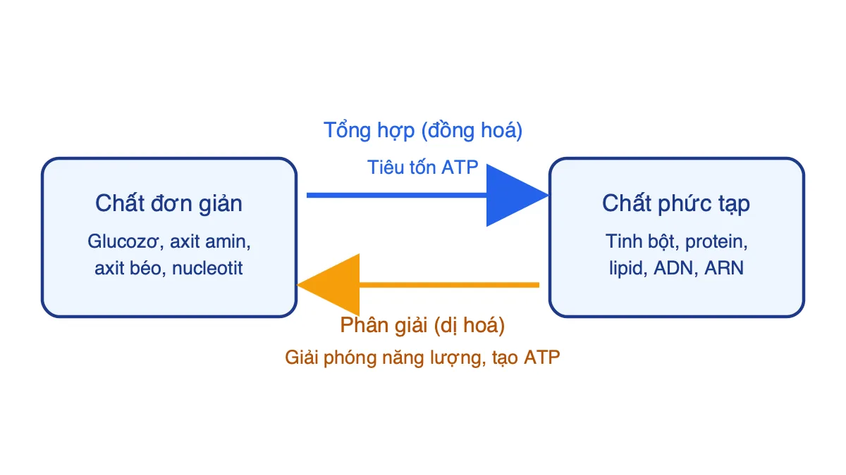 Sơ đồ tổng hợp và phân giải các chất trong tế bào