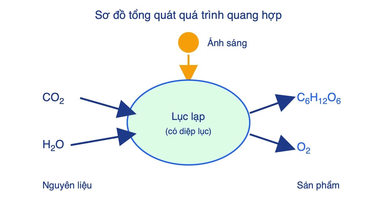 Sơ đồ quang hợp: CO2 và H2O cùng ánh sáng vào lục lạp, tạo ra glucose và O2