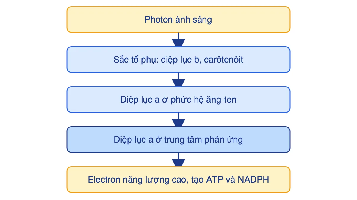 Sơ đồ năng lượng ánh sáng truyền từ sắc tố phụ đến diệp lục a ở trung tâm phản ứng