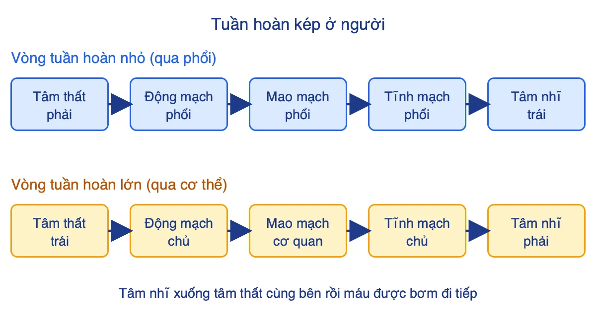 Sơ đồ hai vòng tuần hoàn của người: vòng nhỏ qua phổi và vòng lớn qua cơ thể, các mũi tên nối từng bước