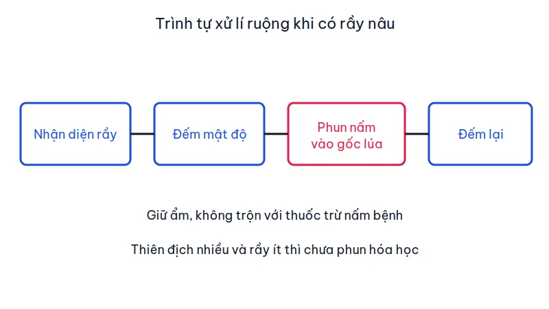 Sơ đồ bốn bước: nhận diện rầy nâu, đếm mật độ, phun nấm vào gốc lúa, rồi đếm lại