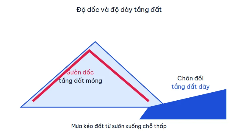 Mặt cắt đồi: sườn dốc có lớp đất mỏng, chân đồi có lớp đất dày