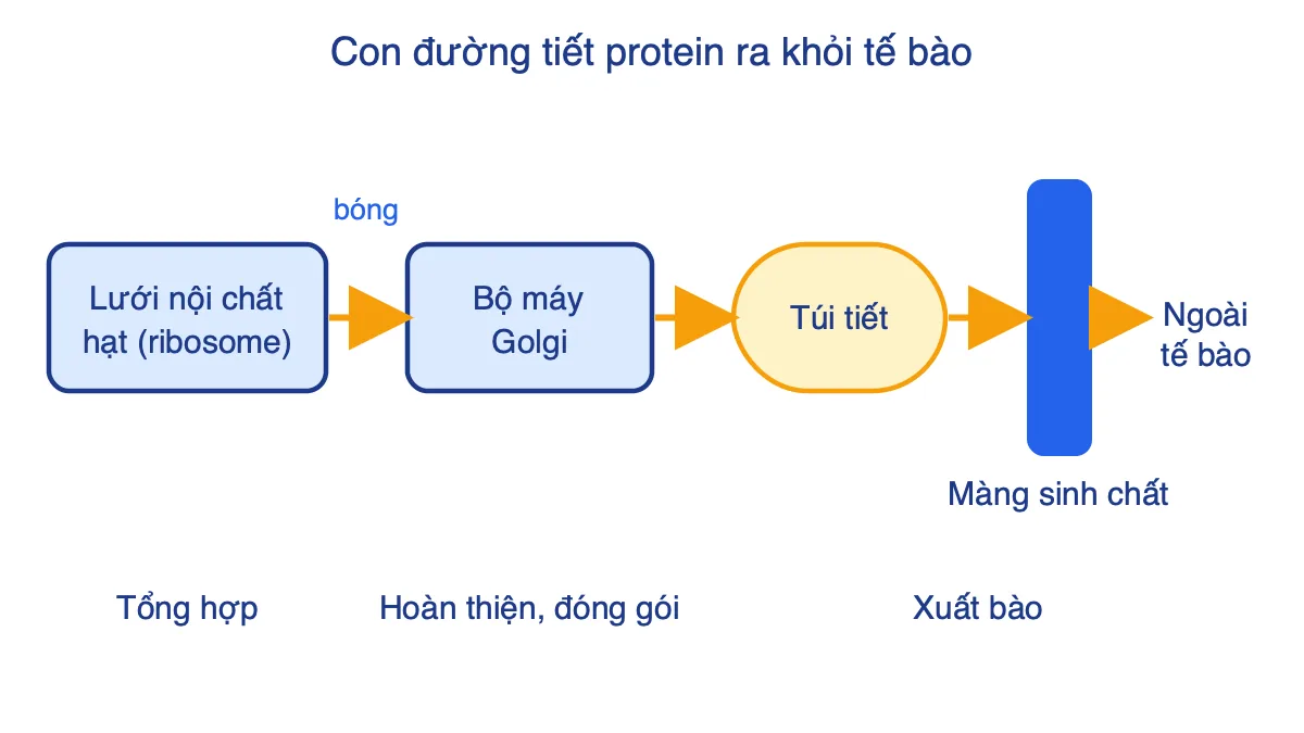Sơ đồ đường đi của protein tiết: lưới nội chất hạt, bộ máy Golgi, túi tiết, màng sinh chất, ra ngoài tế bào