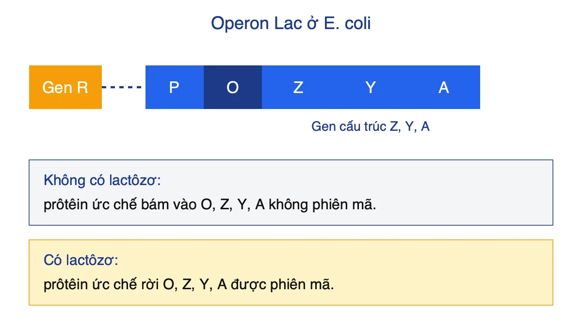 Sơ đồ operon Lac gồm gen điều hòa R, vùng P, O và các gen cấu trúc Z, Y, A