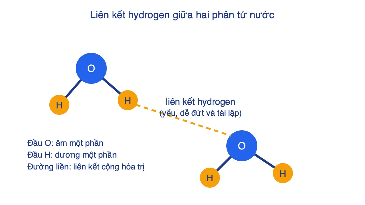 Sơ đồ hai phân tử nước nối với nhau bằng liên kết hydrogen nét đứt giữa H của phân tử này và O của phân tử kia