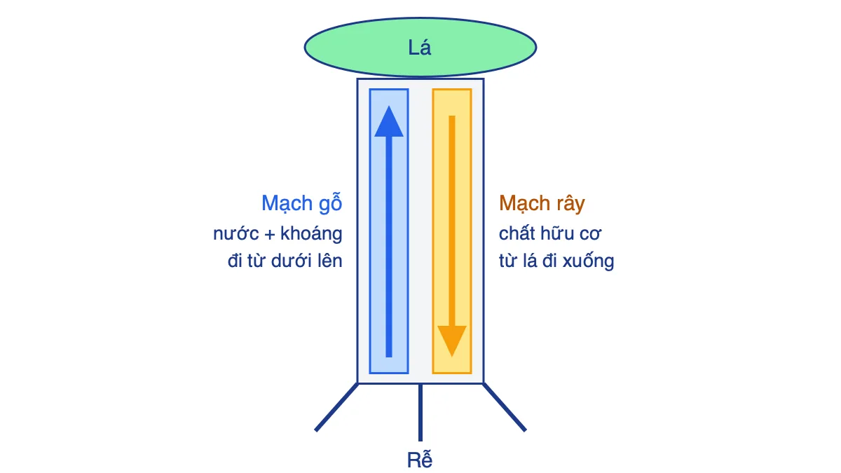 Sơ đồ thân cây có mạch gỗ dẫn nước đi lên và mạch rây dẫn chất hữu cơ đi xuống